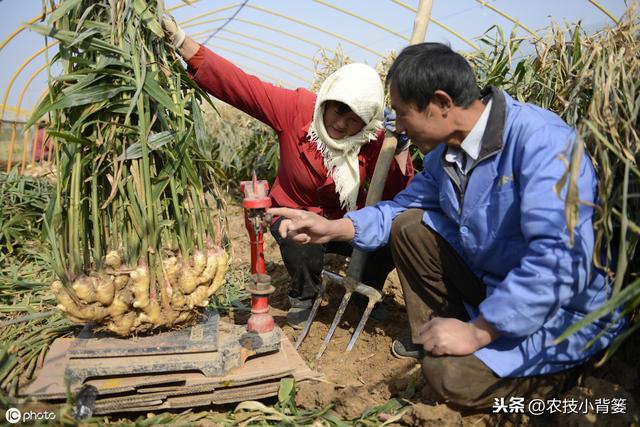 大姜到夏季旺盛生长期后，抓住这几个管理要点，确保后期高产优收7