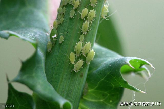 花椰菜的病、虫的识别与防治技术！6