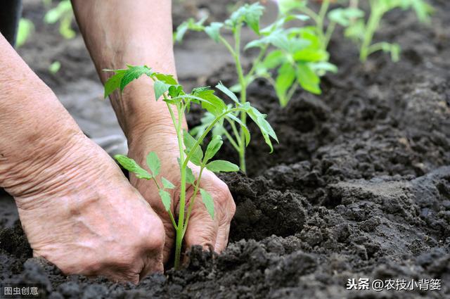 西红柿容易发生枯萎病而死棵减产，判断准症状综合防治得高产2