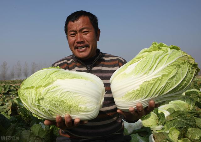 才知道，原来绿叶白菜和黄叶白菜的区别这么大，学会以后别买错了