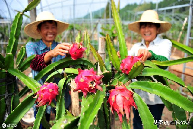 最优秀的杀菌剂配方，100多个厂家生产，只需三遍彻底铲除病害5