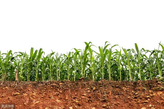 常见除草剂在土壤中的持效期是多久？涨知识了2