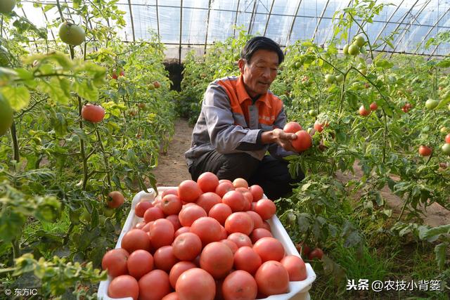 如何分辨番茄早疫病和晚疫病？两种疫病怎样才能有效防治？4