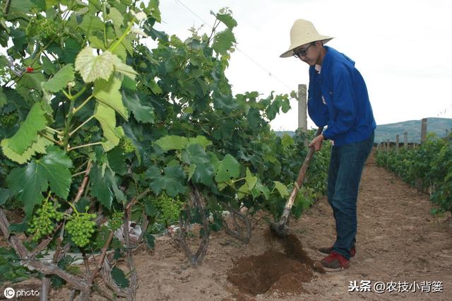 长毛的菌肥和不长毛的菌肥哪种好？如何挑选菌肥才不会上当受骗？14