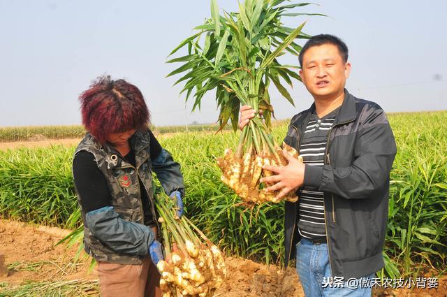 当下是姜瘟病和姜歪脖子病高发期！区别准症状、巧防巧治是关键12