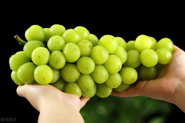 21种葡萄品种介绍，发展葡萄必不可少5