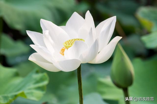 莲花 莲花（莲花图片） 生活