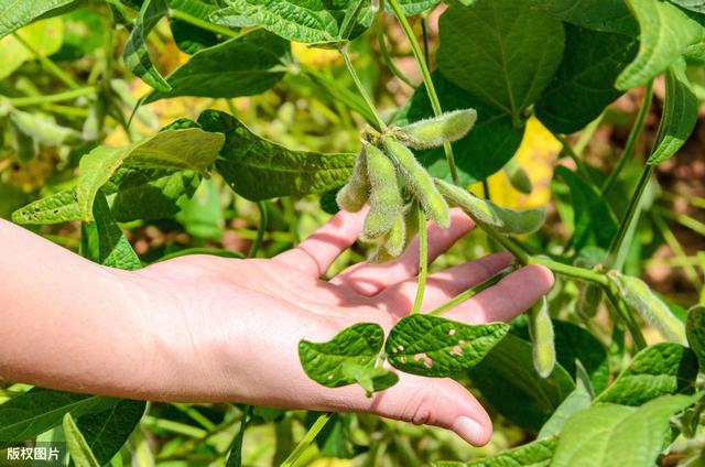 噻菌铜——特效防治蔬菜细菌性病害和真菌性病害，附几种用药方法5