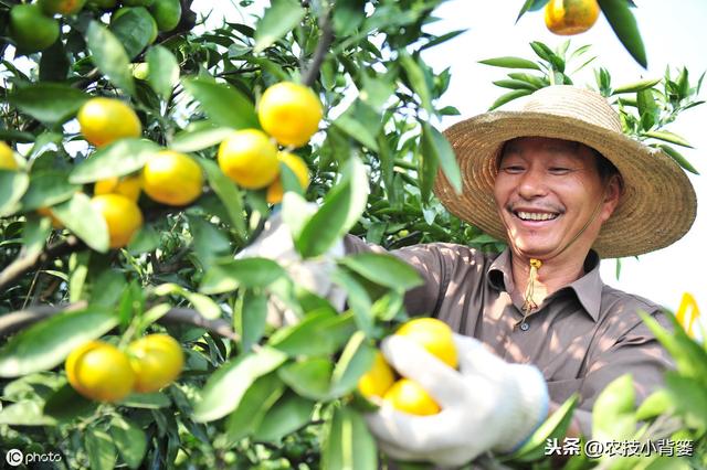 9月柑橘要严防落果和裂果，重点调控好秋稍，还要防治病虫害4