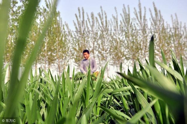 五分钟农技课：麦田除草剂应该怎么打？