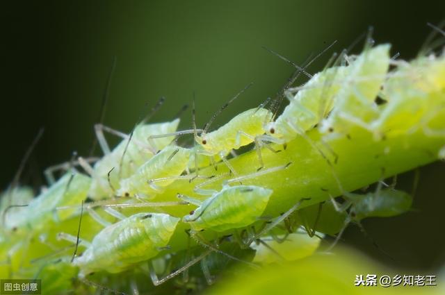蚜虫一年最高繁殖30代，介绍几种不用农药灭杀的好方法，省钱安全