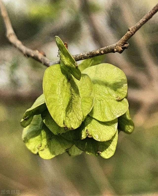 榆树 榆树（榆树钱的功效与作用） 生活