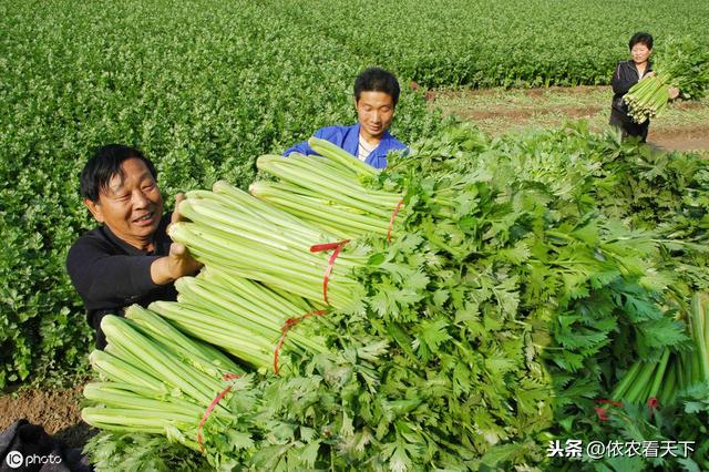 芹菜得了斑枯病，产量、品质难保障，需提前入手科学防治8