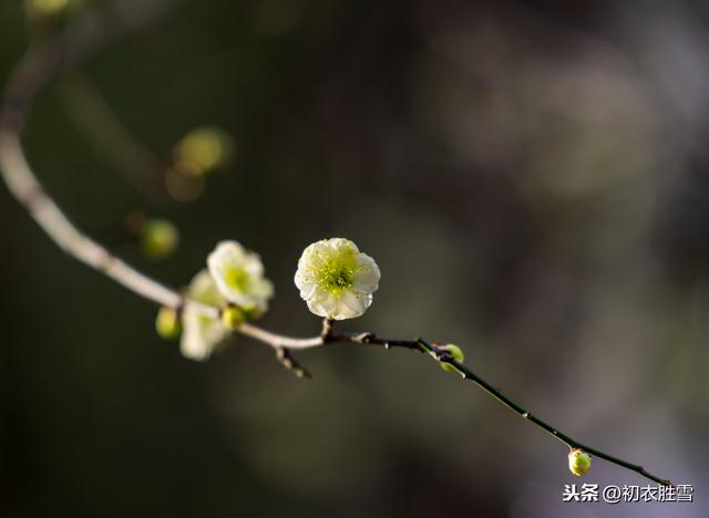 花中君子是什么花