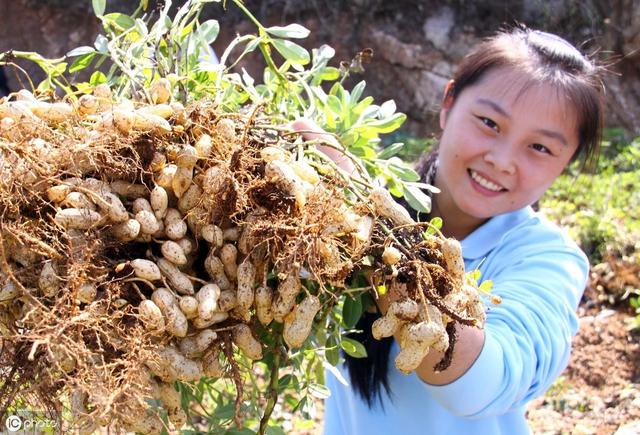 花生增产关键肥料，钼肥和硼肥不能少，什么时候喷施效果好？3