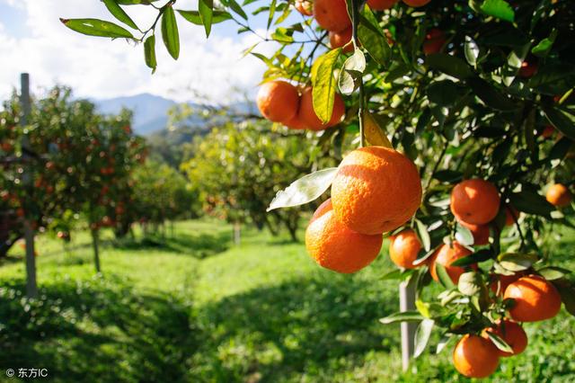 柑橘炭疽病怎么防治，吡唑醚菌酯为有效药剂！