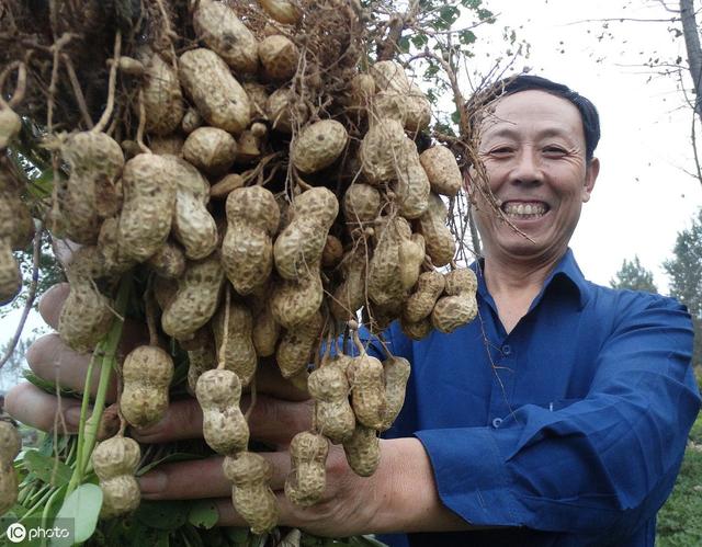 这个肥很重要，农民给大豆、花生喷药时加点，荚多粒饱，增产15%2