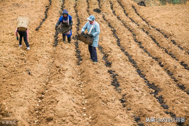 马铃薯出苗慢、出苗不齐、苗势弱，什么原因？如何防治？2