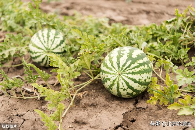 西瓜种植遇到根腐病应该怎么办？用什么药治？已解决2