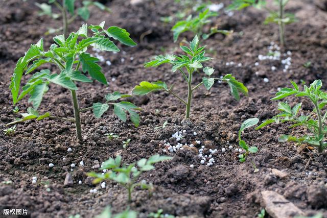 日光温室番茄改良茬口——冬春茬稳产高效栽培技术，种植户可借鉴3