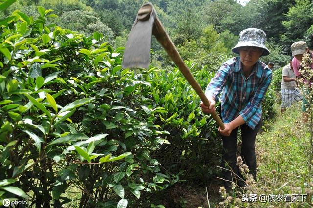 茶炭疽病危害大，防治不好病情逐年加重，茶农做到这些可高效防治3