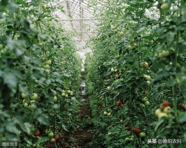 这个药很神奇，能膨大果实，修补病斑，解除药害，提高产量3