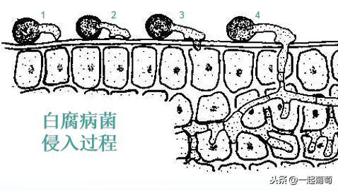 解读一下葡萄白粉病4