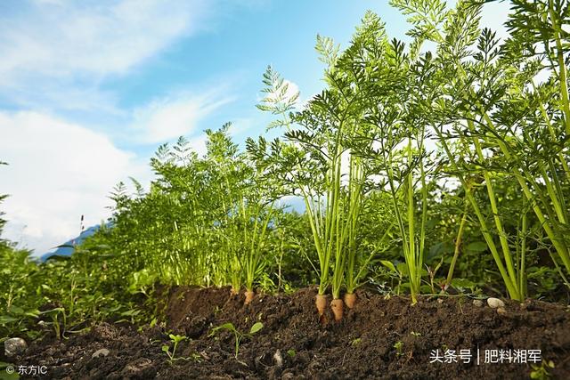 蔬菜地杂草多又多，如何除去有技巧，奉上曹老师除草剂使用攻略！3