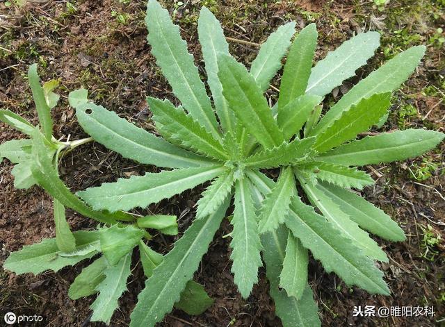 这个药专治笔杆草、节节草、木贼等50多种恶性杂草，斩草又除根4