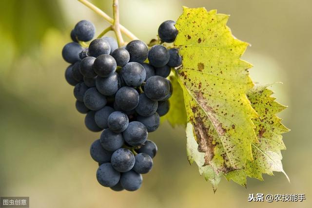 葡萄技术：葡萄果园常见三种病害症状、发病规律及防治措施详解