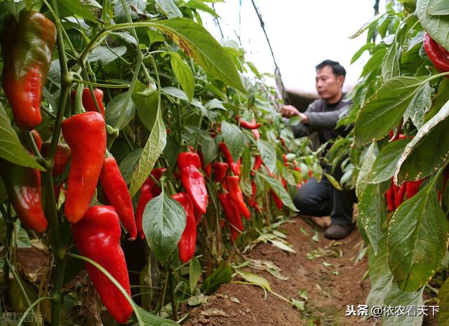 辣椒烟青虫难防难治，把握2个关键节点，掌握具体防治方法解决它7