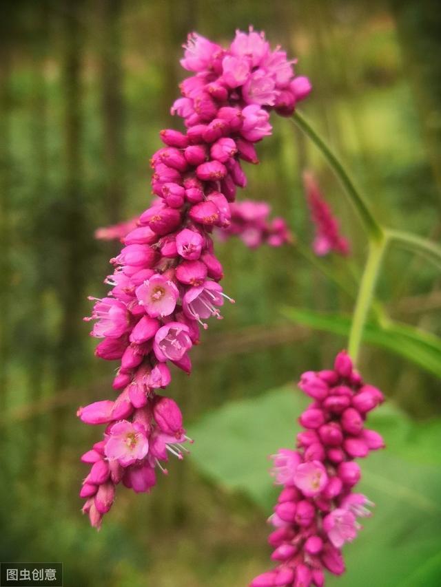 狗尾巴花