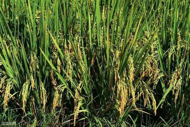 水稻发生稻瘟病怎么办？防控技术你都了解吗，来看看吧2