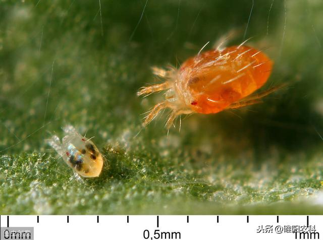 这个新药专治抗性红蜘蛛、介壳虫、白粉虱等害虫，用一次管2月1