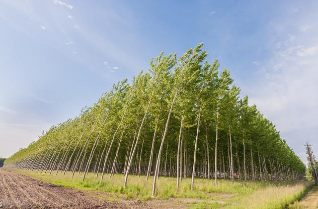 杨树高效种植管理中，掌握病虫害的防治技术，保障杨树的健康生长2