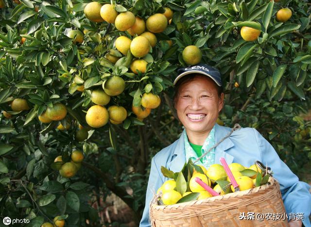 9月柑橘要严防落果和裂果，重点调控好秋稍，还要防治病虫害6