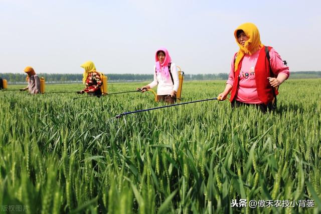 芸苔素内酯虽然好，但更要知道它好在哪、怎么选、怎么用才更好12