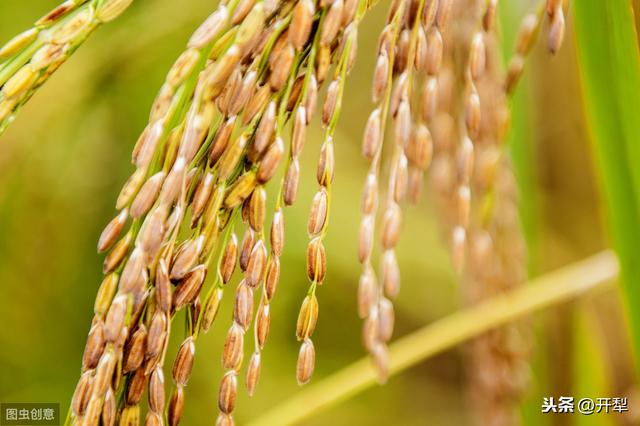 水稻这种病害危害极大，对产量有影响，现在防治来得及