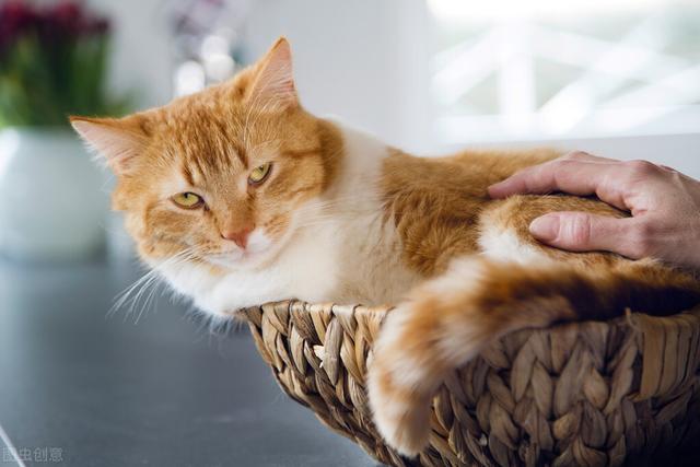 成猫是几个月龄(猫咪四个月相当于多大)