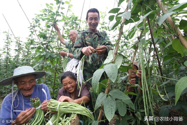 豆角蓟马易发生、繁殖快、危害重、防治难？如何能提高防治效果？5