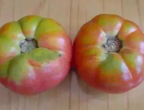 西红柿生理病害高清图谱！8