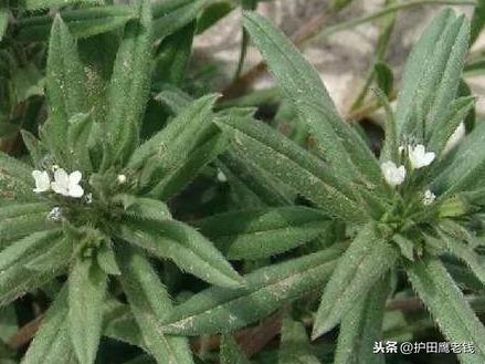 最全麦田除草剂成分对比都在这里啦，您想要么11