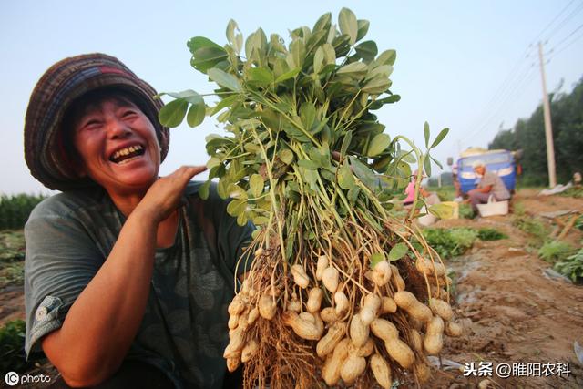 花生二遍药很重要，这个控旺、增产、治病的配方你花钱都买不到4