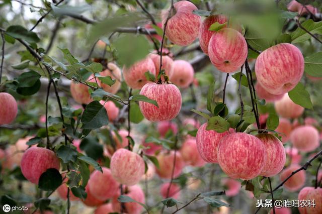 这个药可杀红蜘蛛、蚜虫、青虫、地蛆等等10多种害虫，绿色又环保4