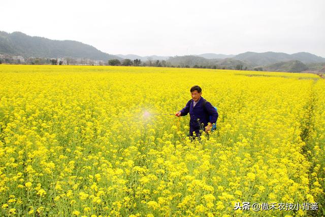 磷酸二氢钾对作物是个宝，学会这几个使用妙招，使用效果会更好9