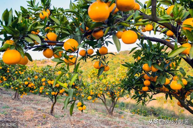 柑橘红蜘蛛危害重、防治难，用好这些方法，春季防治最关键！9