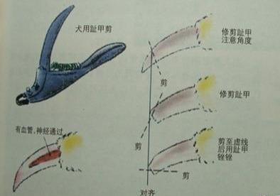 怎么给狗狗剪指甲狗狗不让剪 怎么给狗狗剪指甲(3)