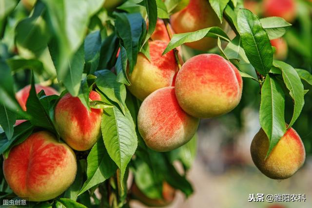 苏云金杆菌掌握这些内容，杀虫只需几分钟，持效期可达20天3