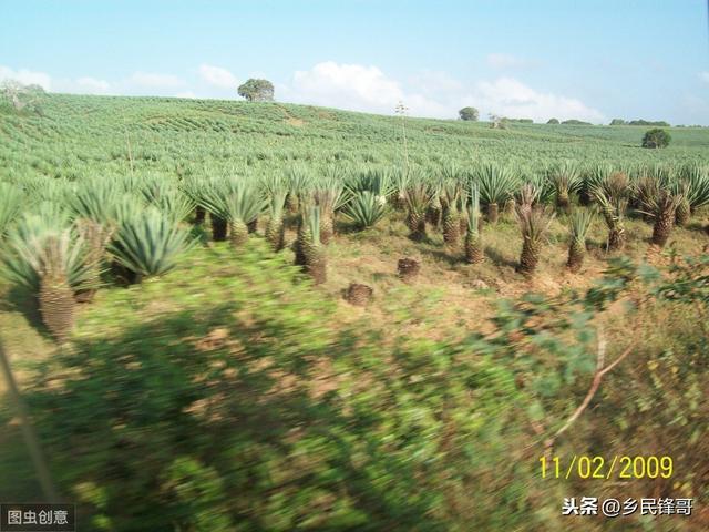 剑麻种植经济价值高，保障采收稳产年限是利益关键，该如何管理？7