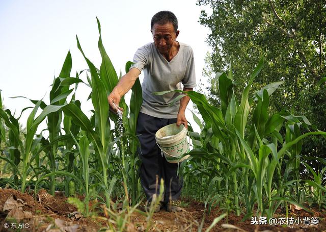 作物缺锌危害大！哪些地块、作物容易缺锌？如何补锌效果更好？9